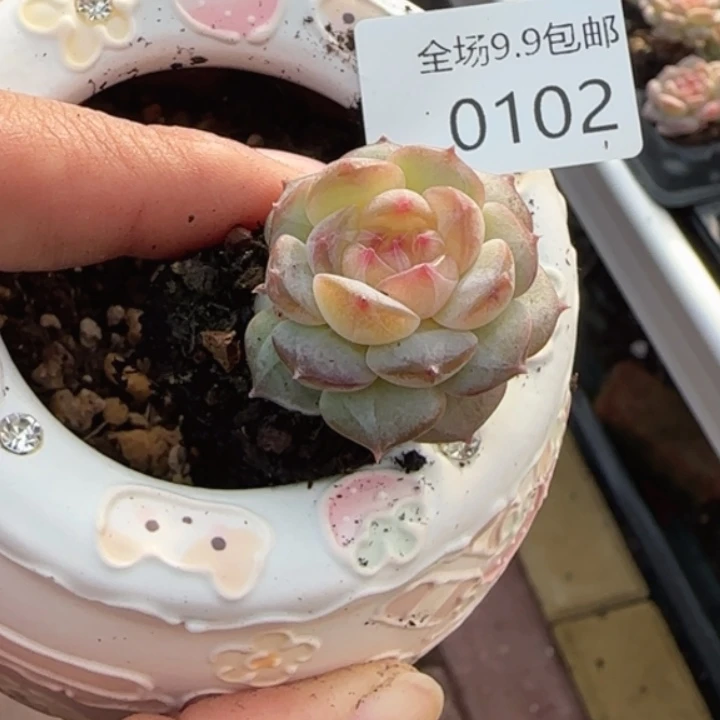 102拍一颗胖子五号糖心
