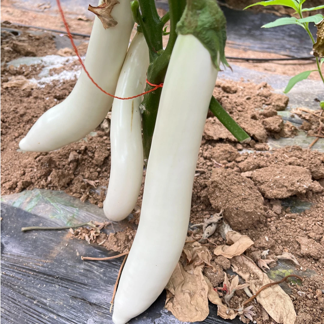 白茄子白长茄种子水果茄子种籽盆栽四季盆栽包邮蔬菜种子蔬菜苗