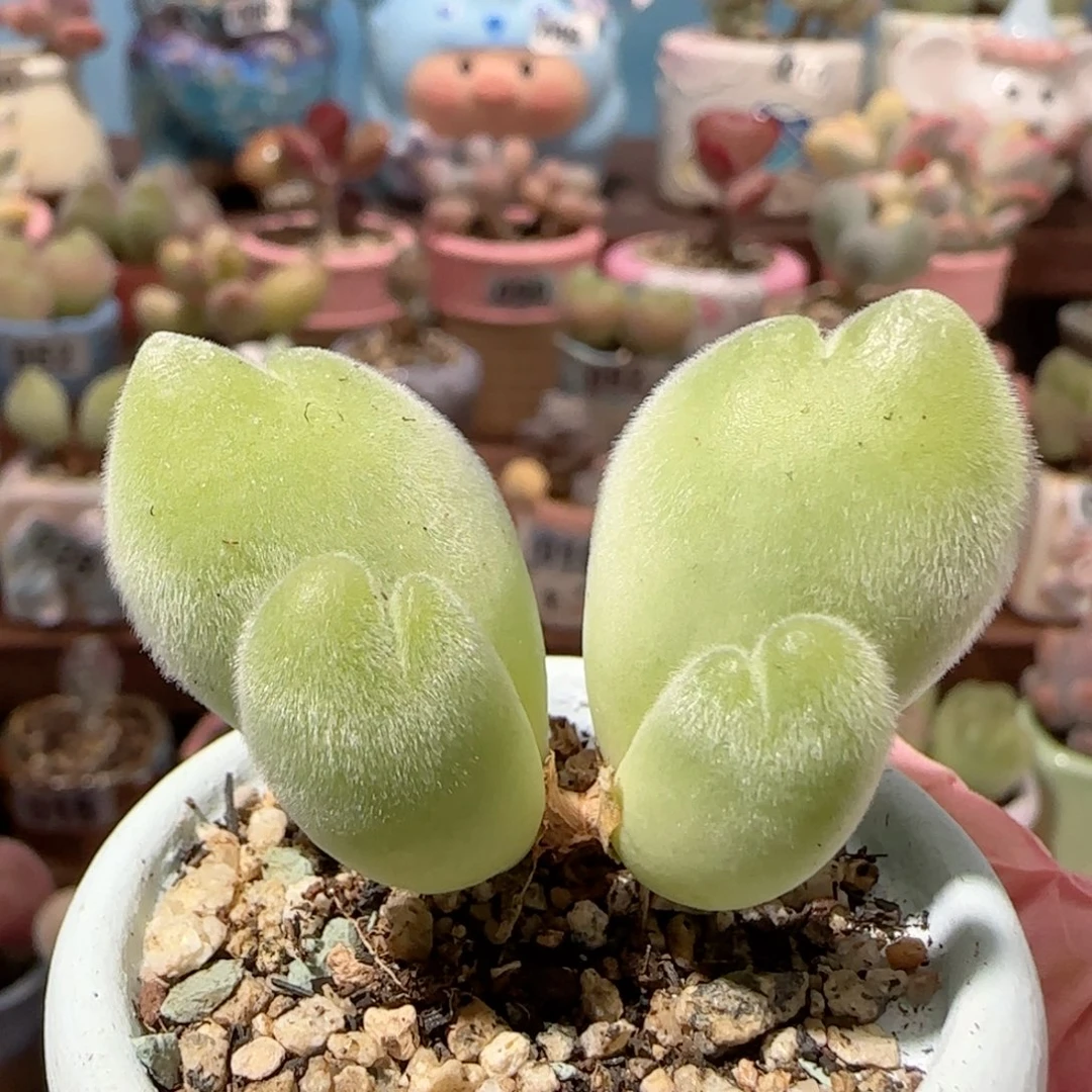 双胞胎蟹钳 盆口3cm