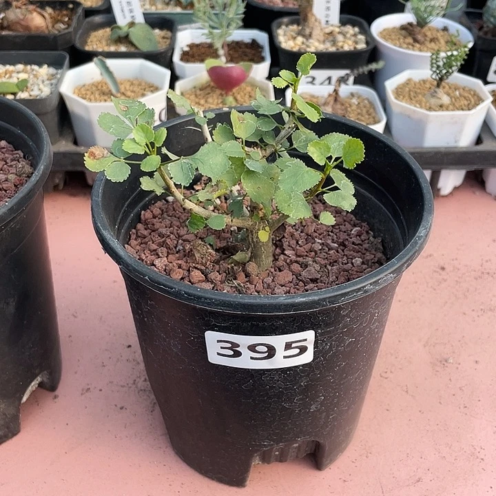 395纳马没药橄榄，