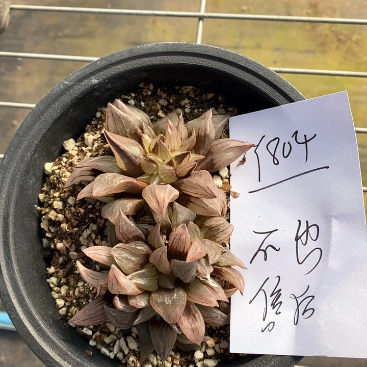 804。 一颗西瓜寿福利。  不出售后。