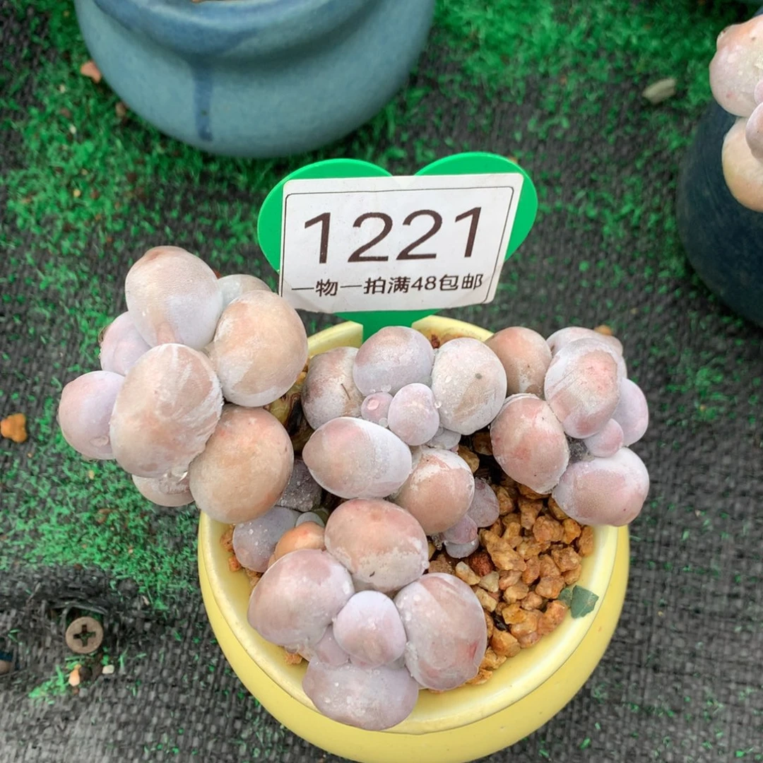 烟美人老桩开播福利1221
