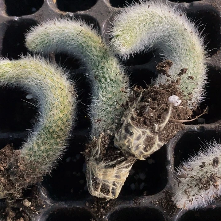 小九尾狐1.5带土发