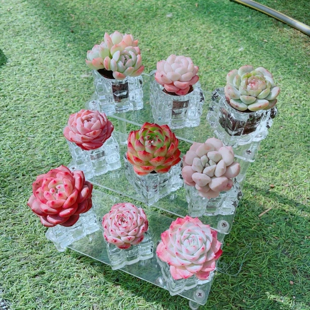 【新手多肉植物】2号无土多肉单头组合新手多肉组合阳台摆件