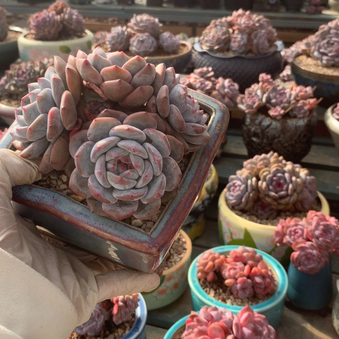 无花朵星影哈哈哈哈哈哈哈哈2