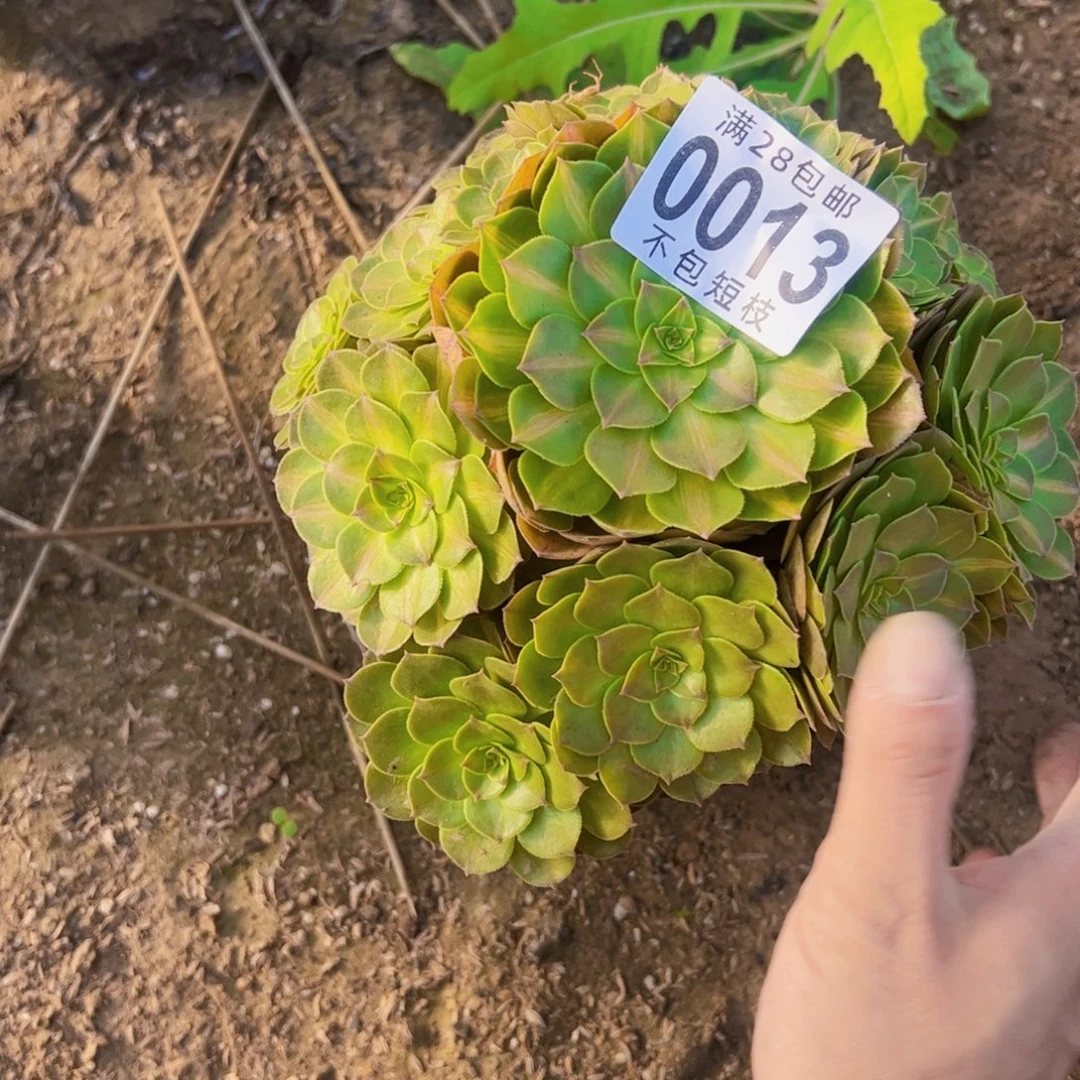 抹茶多肉植物0013
