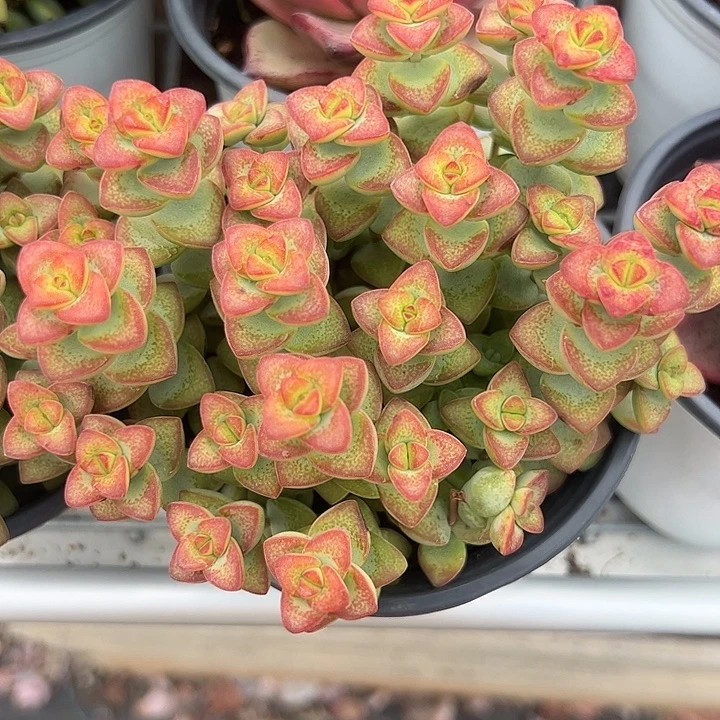 爱心钱串多肉植物精品