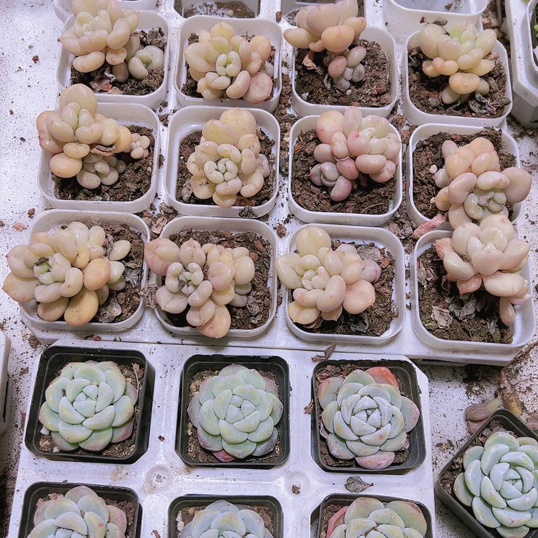 比尔盖茨多肉植物19包邮