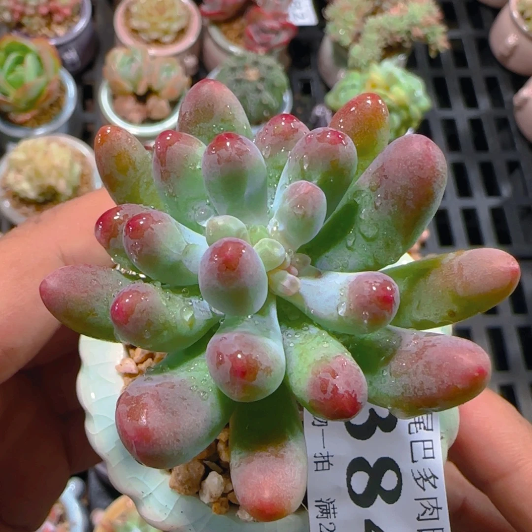 AP小尾巴5CM迷你拇指盆栽精控多肉384