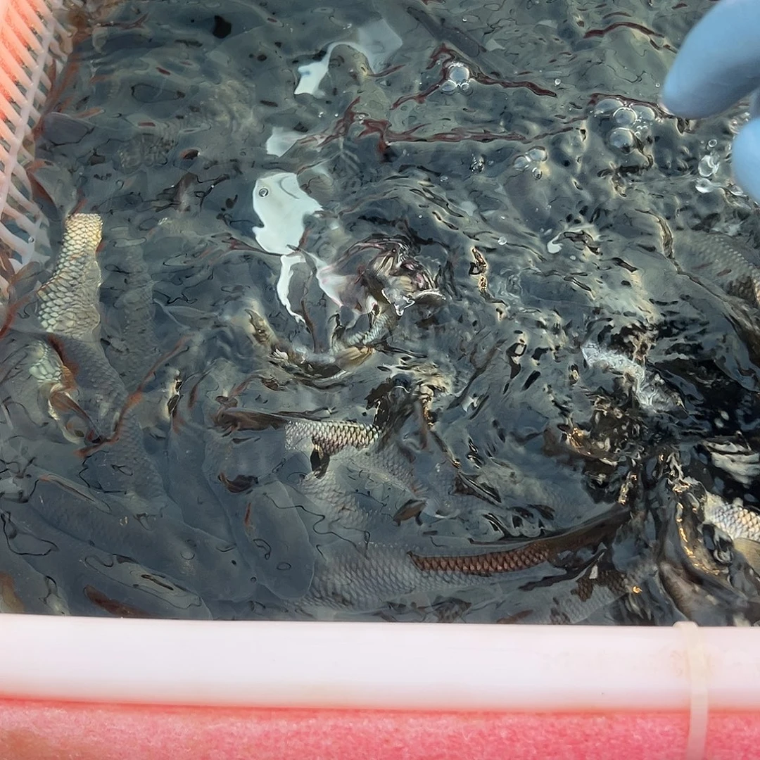 飞***鱼草鱼18 －24公分2 5