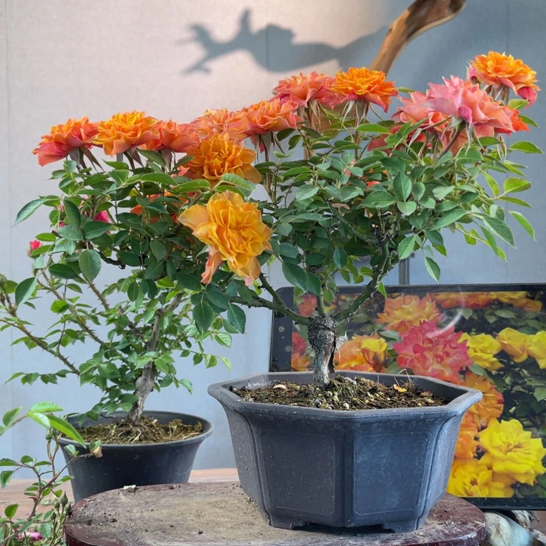 少量花朵（建议范围：2朵-5朵 或40%以下）(****脸