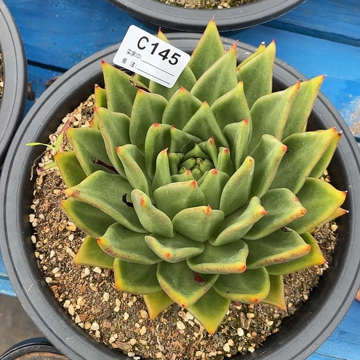 若如东云单拍C145