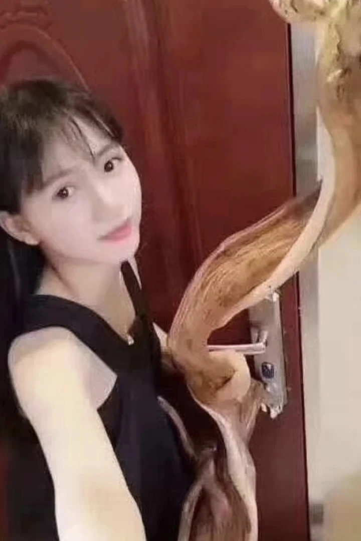 太行崖柏陈化料一手货源