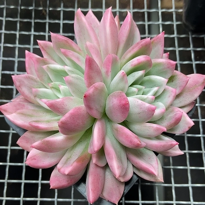 鹰嘴红锦多肉植物