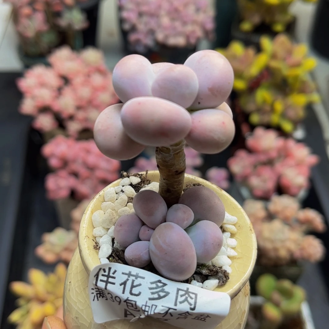 766芭比奶酪3cm多肉