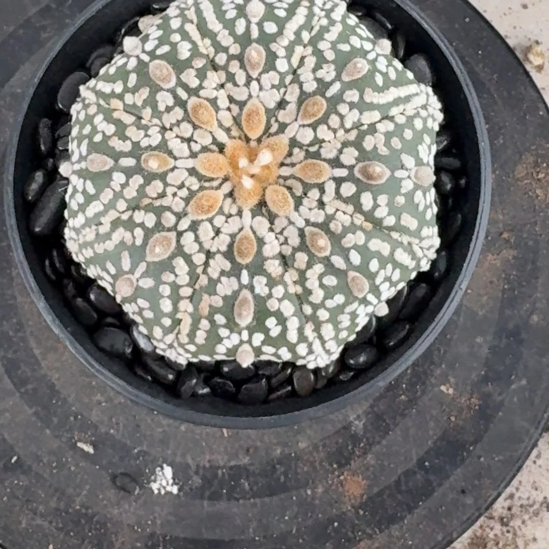 土***柿1111111111111111111