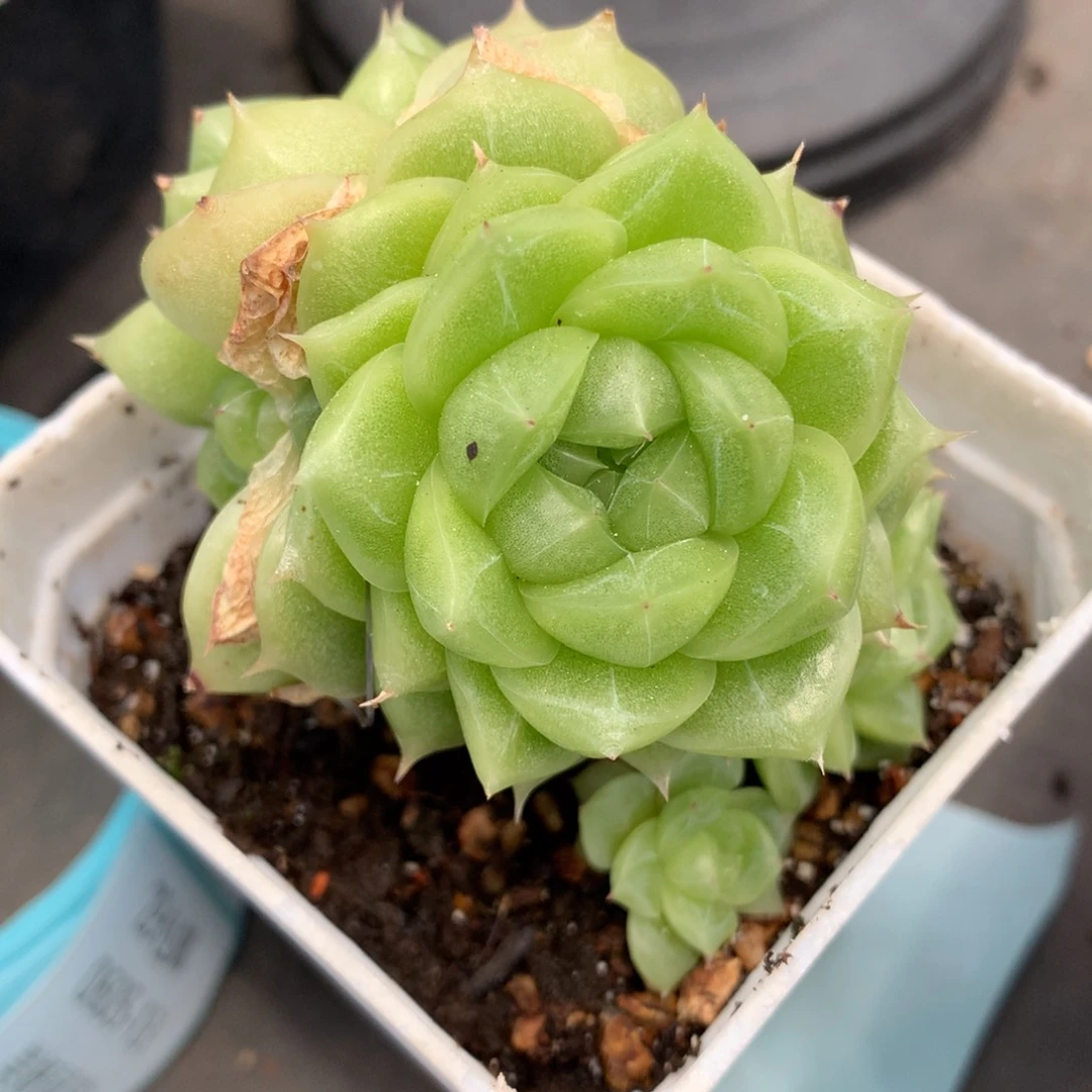 0605-45 麦杆优选