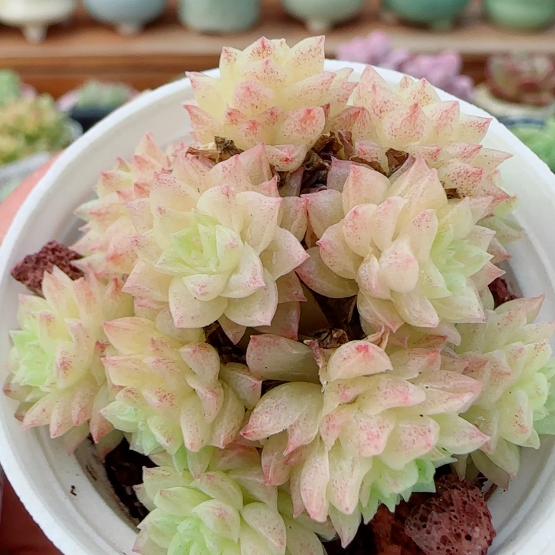 花语逸镜1012-382麦秆散