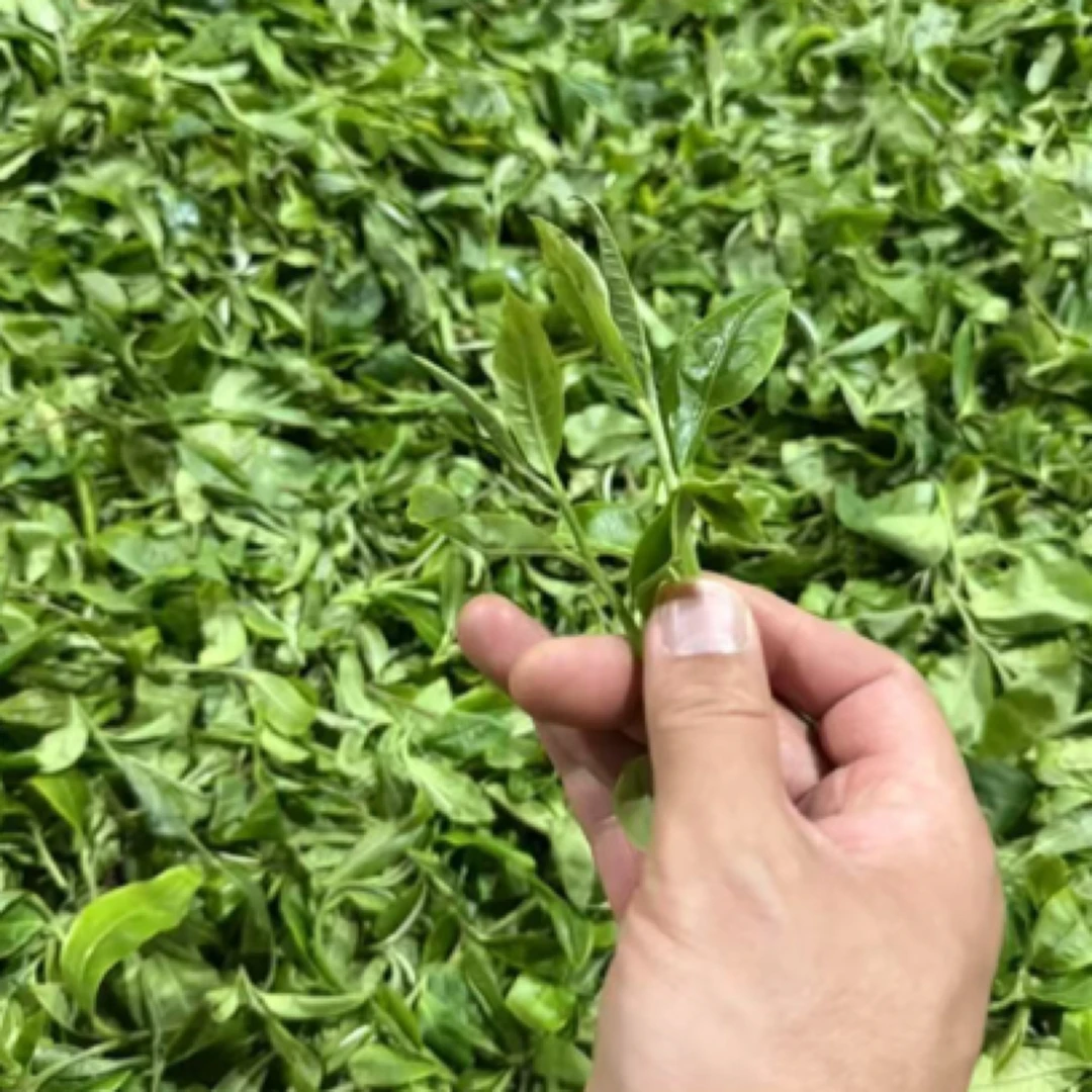 一扇磨 挑采古树，生态之王100克装