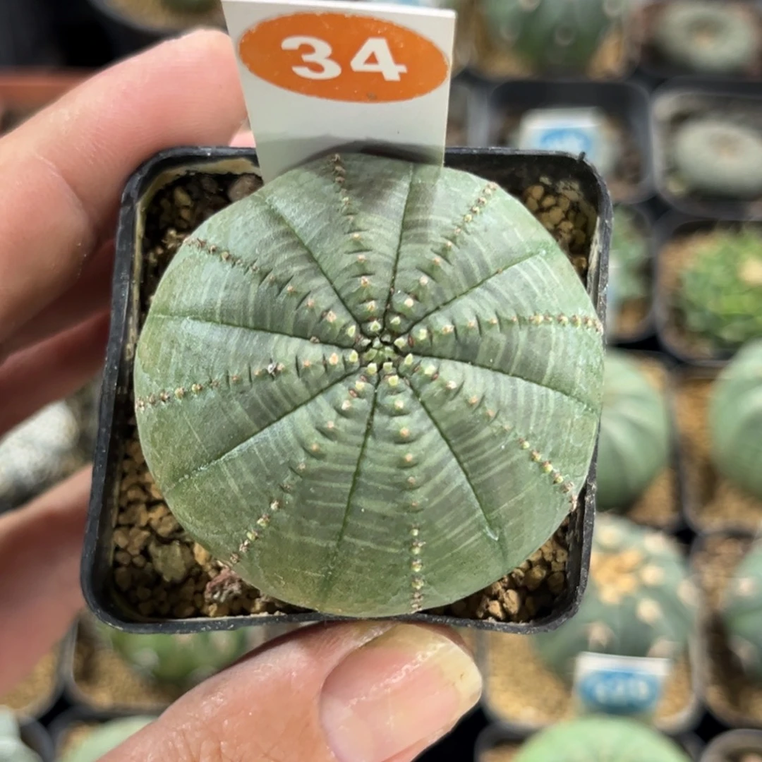 34布纹球带盆带土