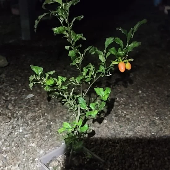 b***r完全开放老鸦柿品种苗