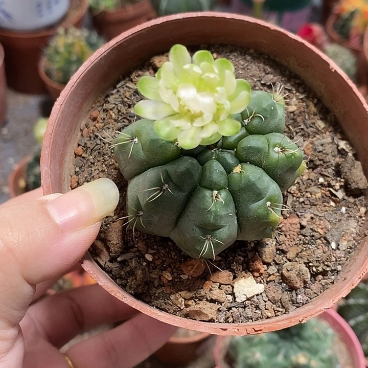 七月绿菲小丝原盆土花拿掉