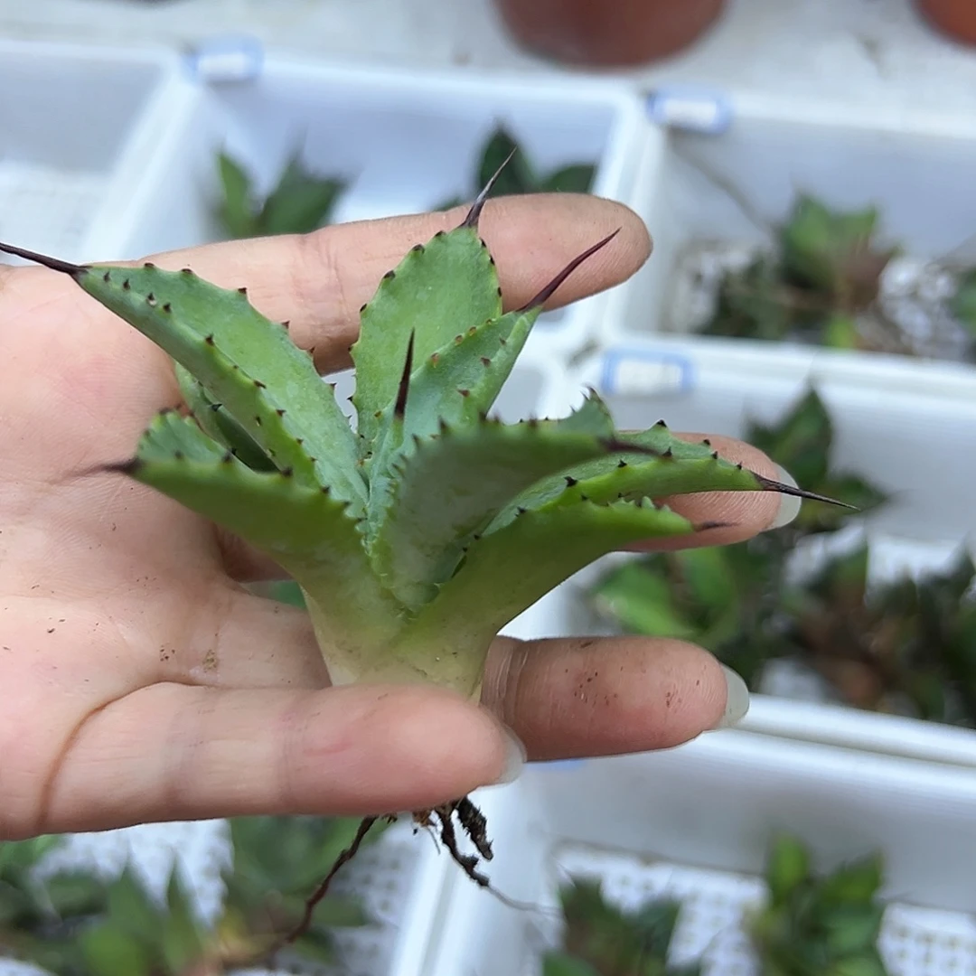 明***i八雷一物一拍偏远不包邮