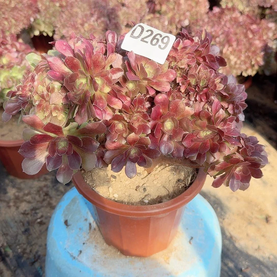 269玫瑰朵朵一颗