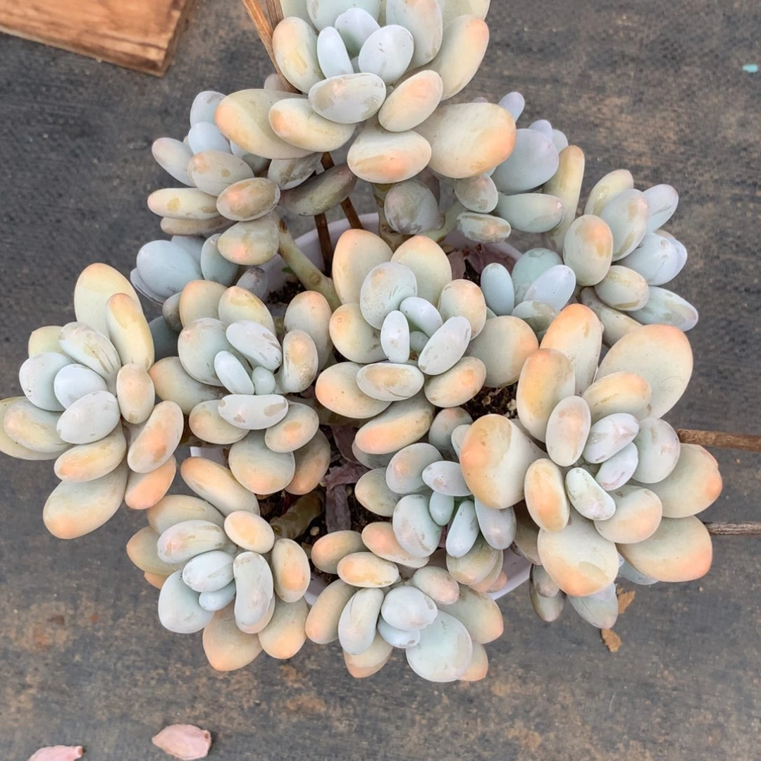 多肉植物 一物一拍