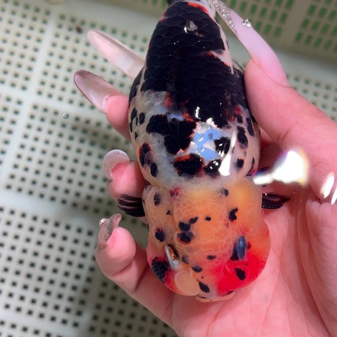 黑***号金鱼拍包装包邮，不拍包装运费到付