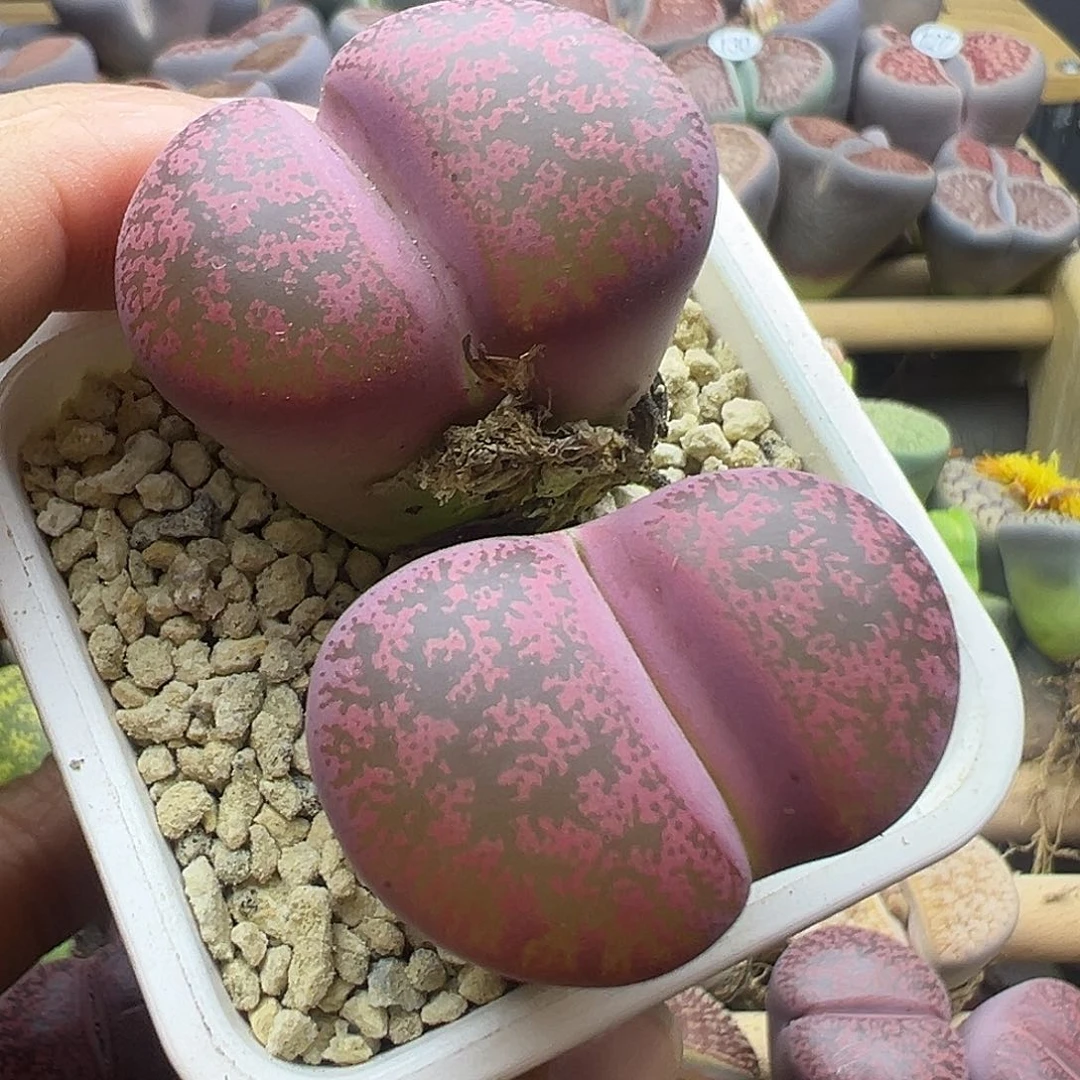 133纯岛田酒红超级福利