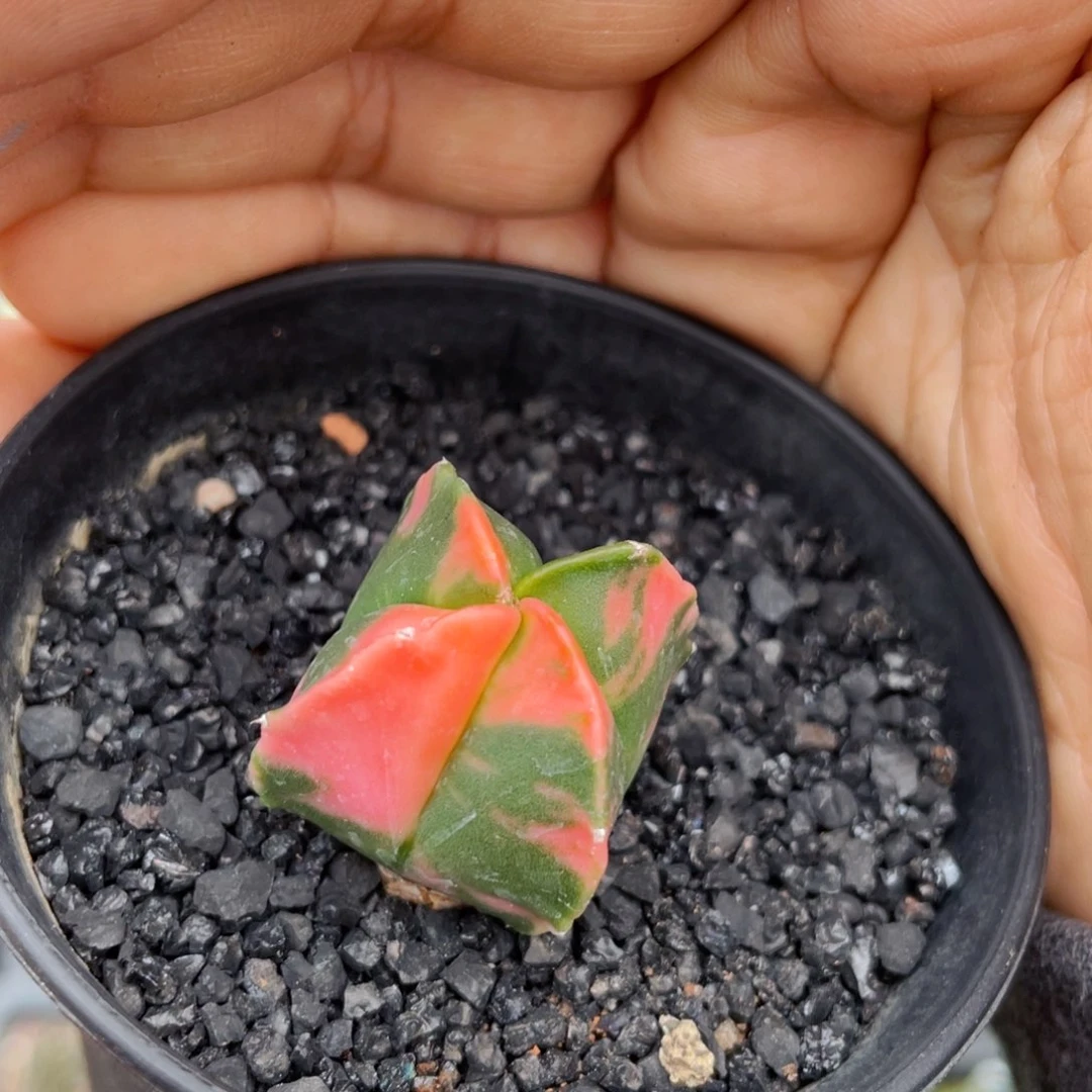 仙人球满28包邮盆5公分