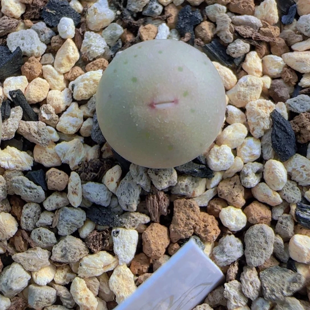 是***✨1102v嘴一颗