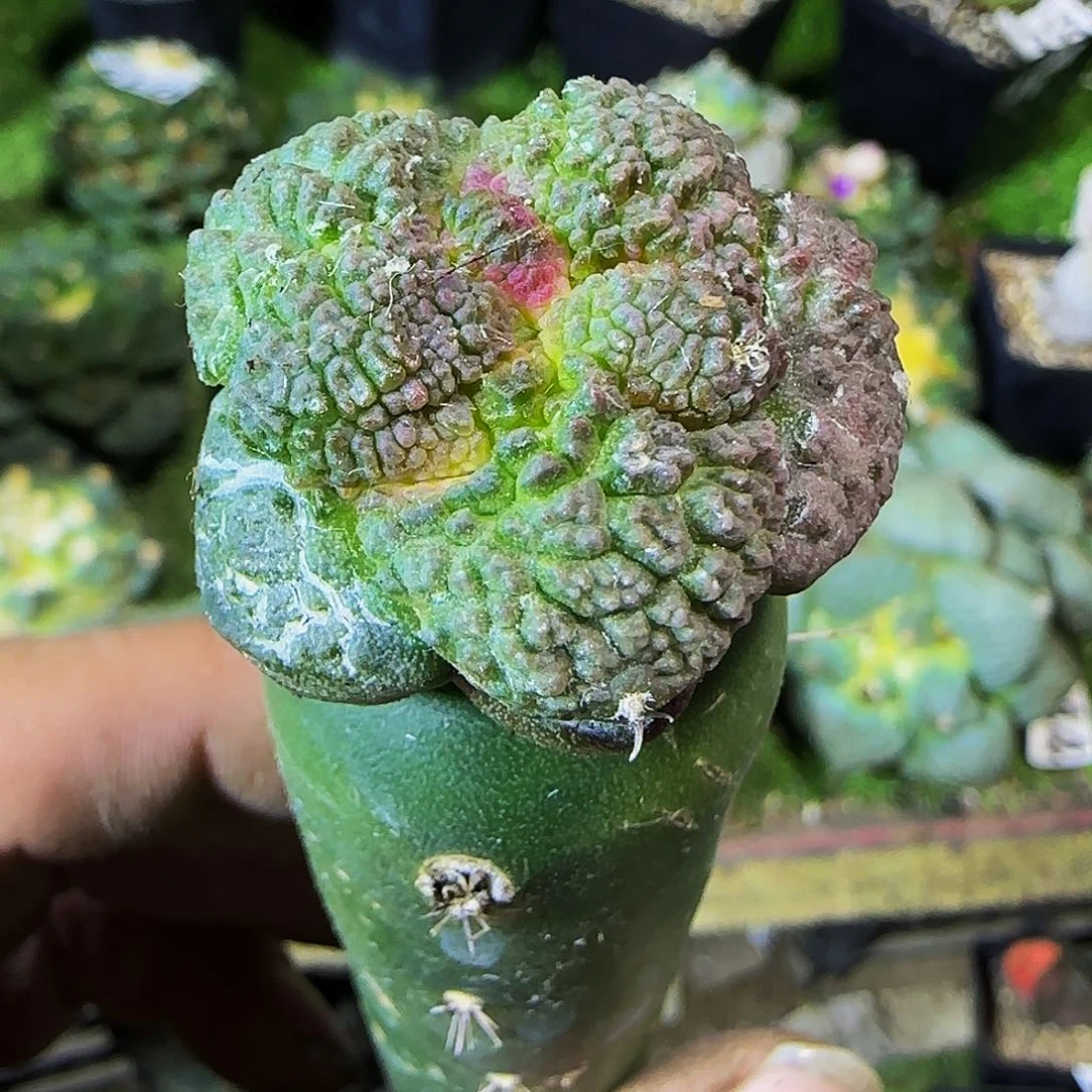 大尤哥斯拉028仙人球