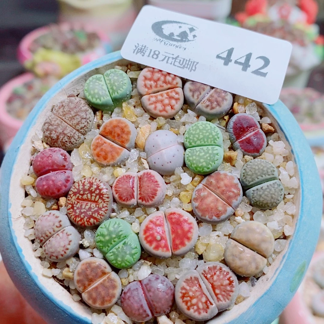 生石花花花花开了442