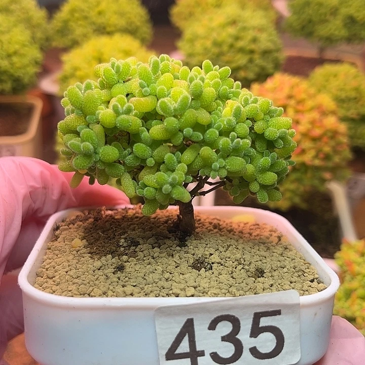 无花朵435蜜桔烫熟