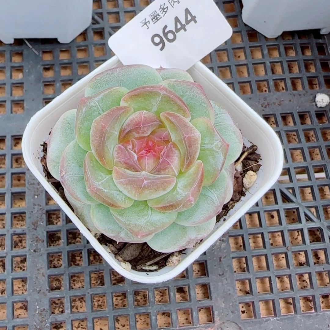 彩虹方糖，9644多肉植物