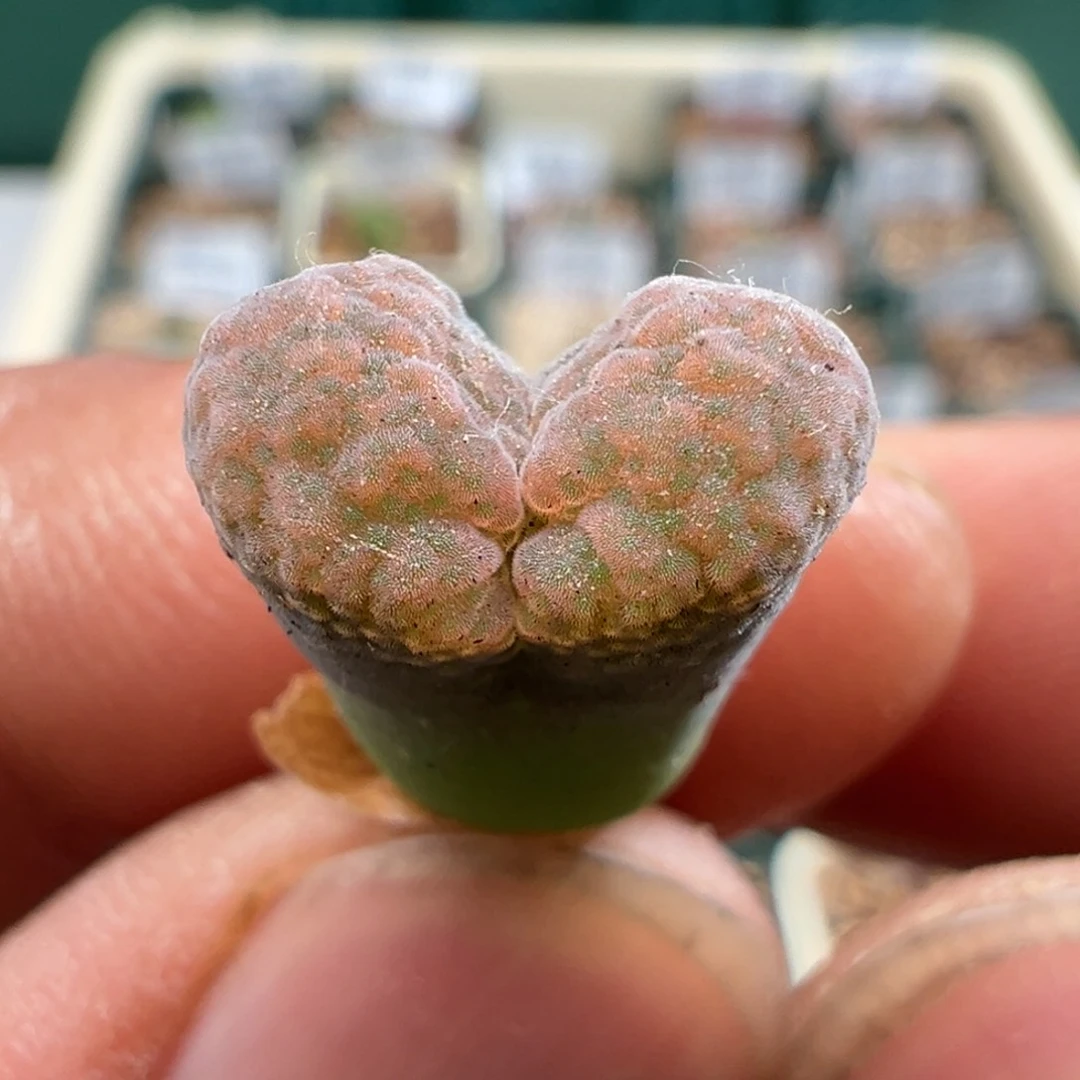 818优选新品草莓糖霜折后价