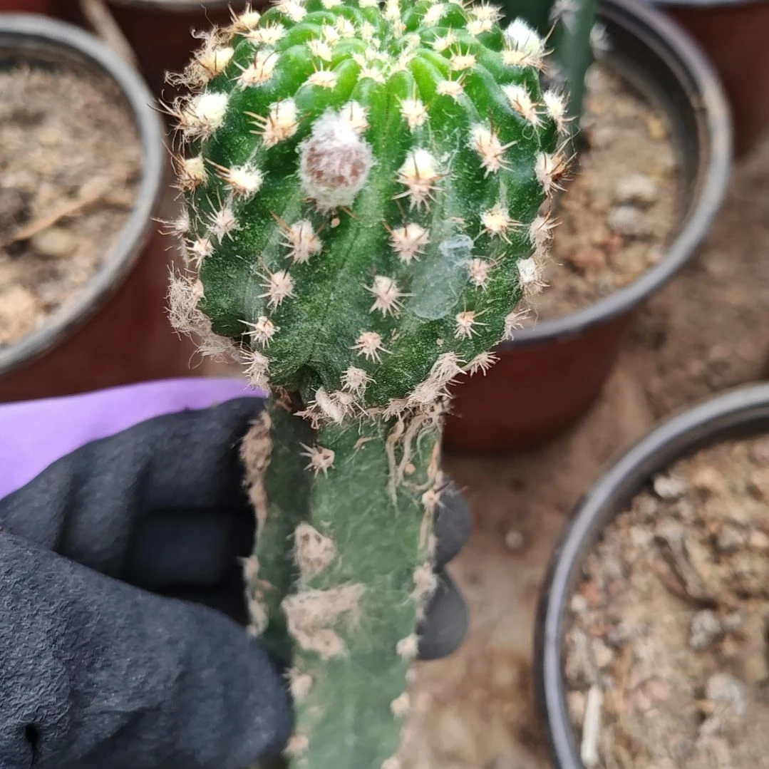 丽花妖蝶秀普嫁接福15米