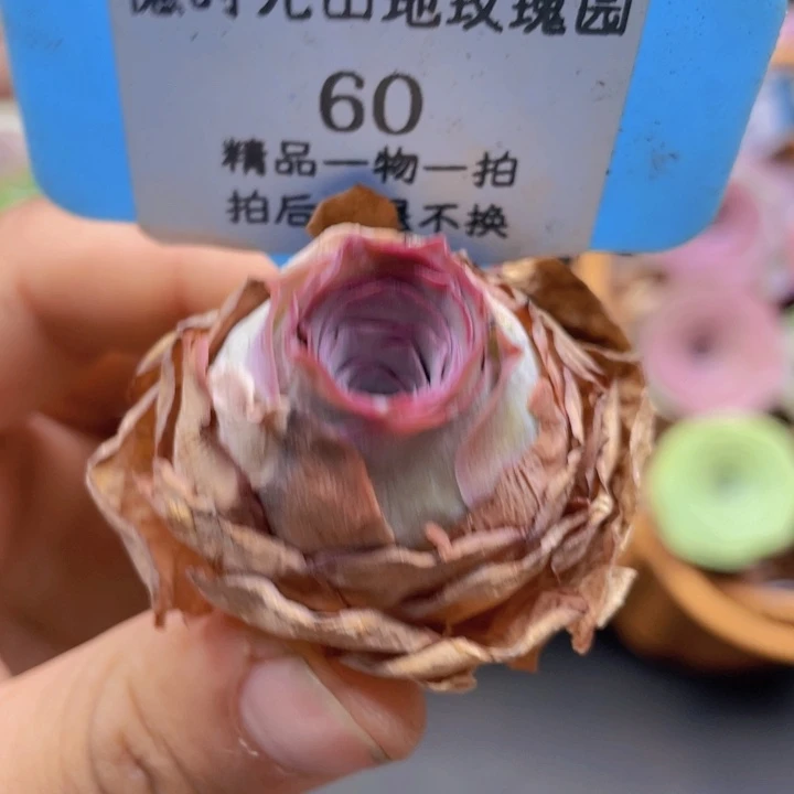 山地玫瑰60裸根发货不售后