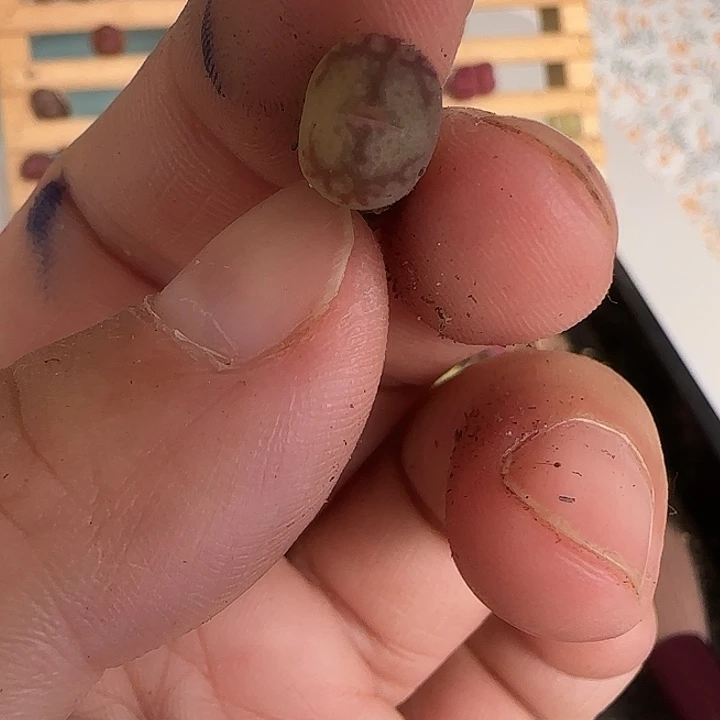 046徒了的小可爱一头