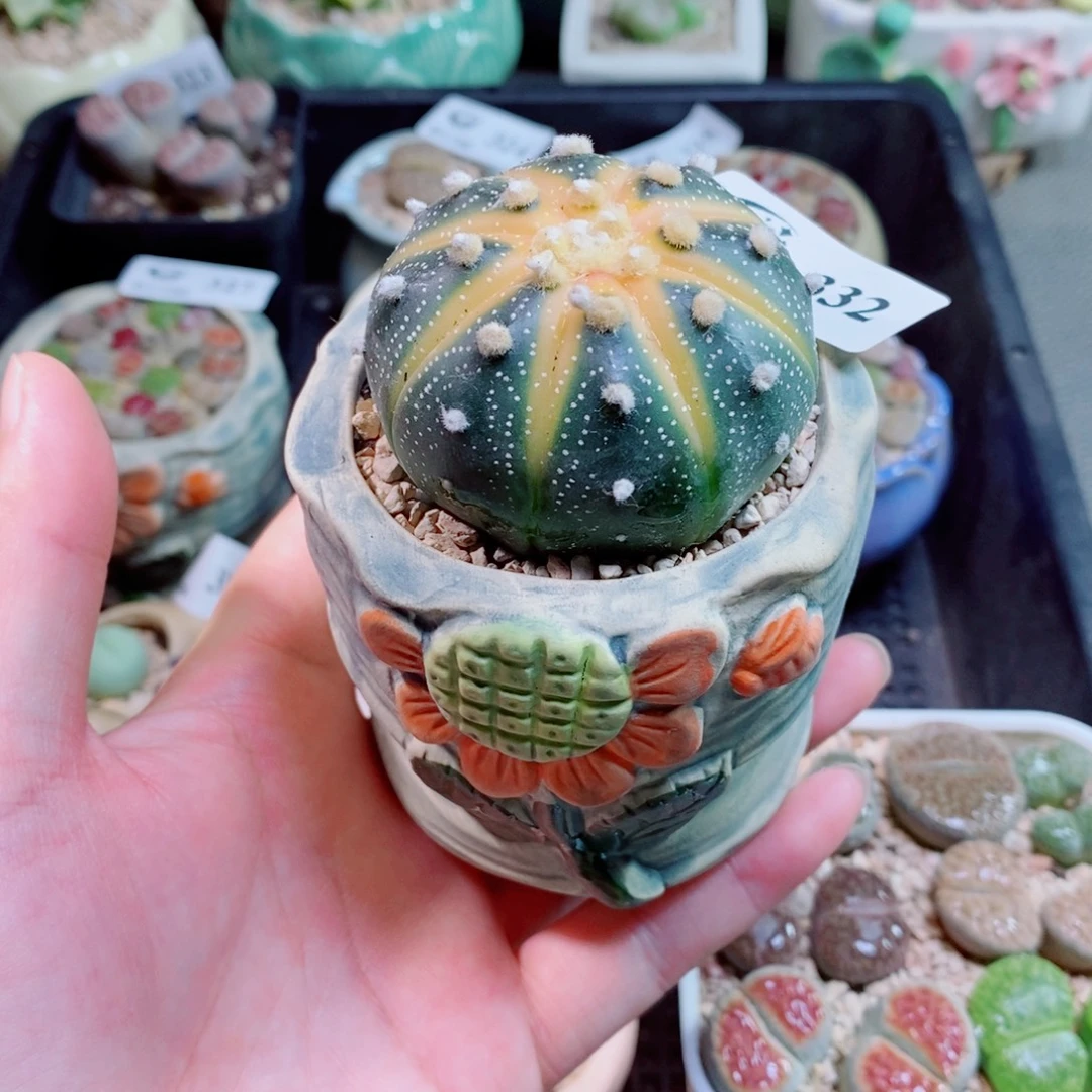 生石花花花花花332