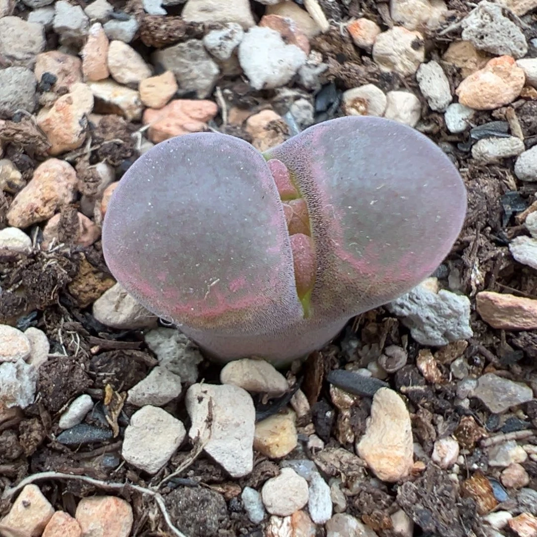 ^***蓉9.27好看的多肉脱土发货857