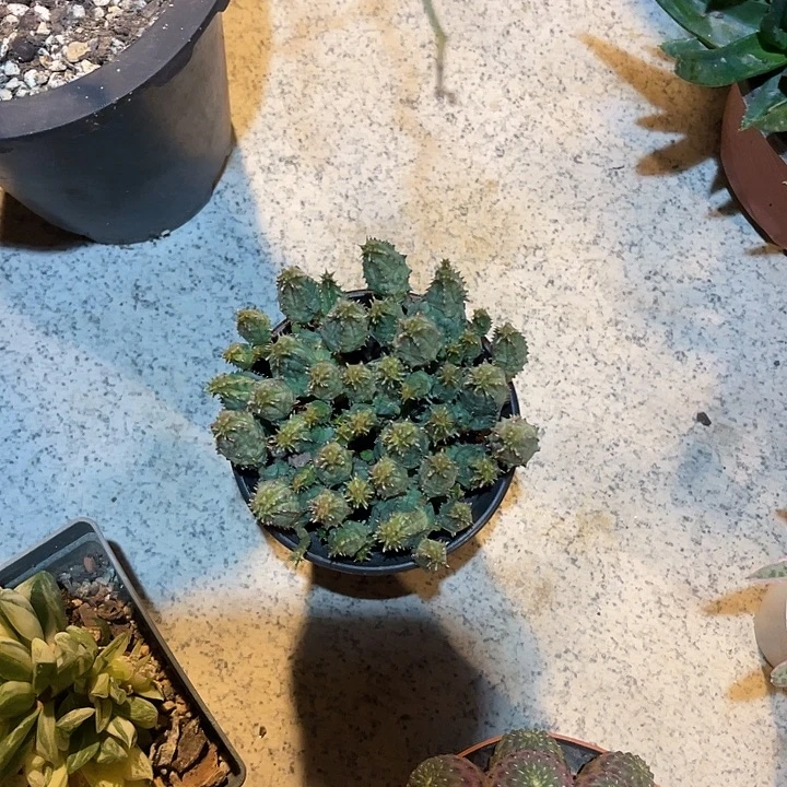 无花朵子吹布纹球大群