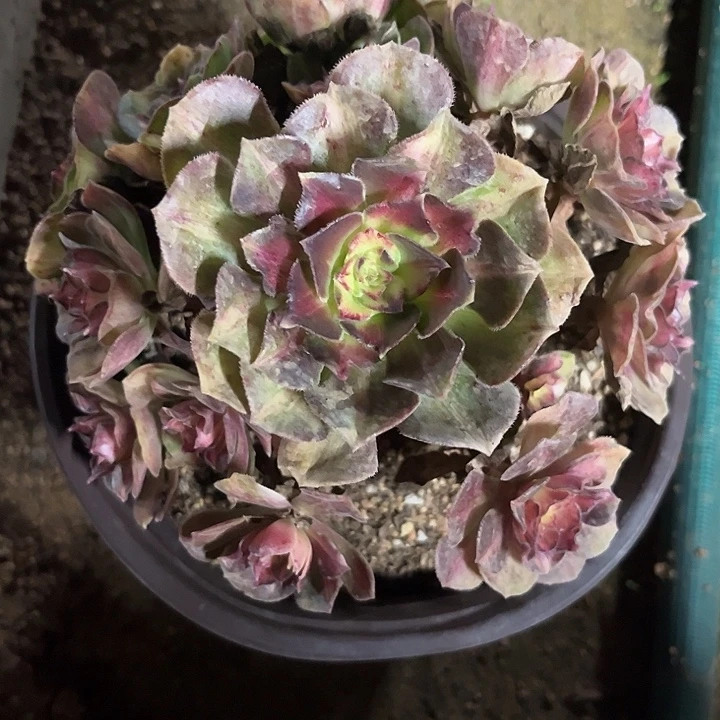 陌****多肉植物海王七彩锦……