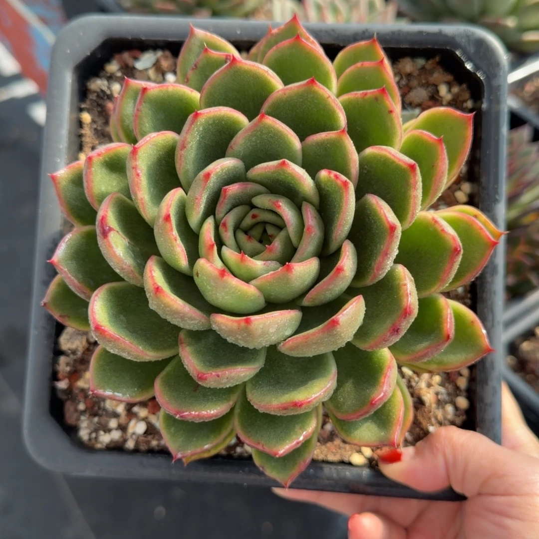 多肉植物一物一拍，11