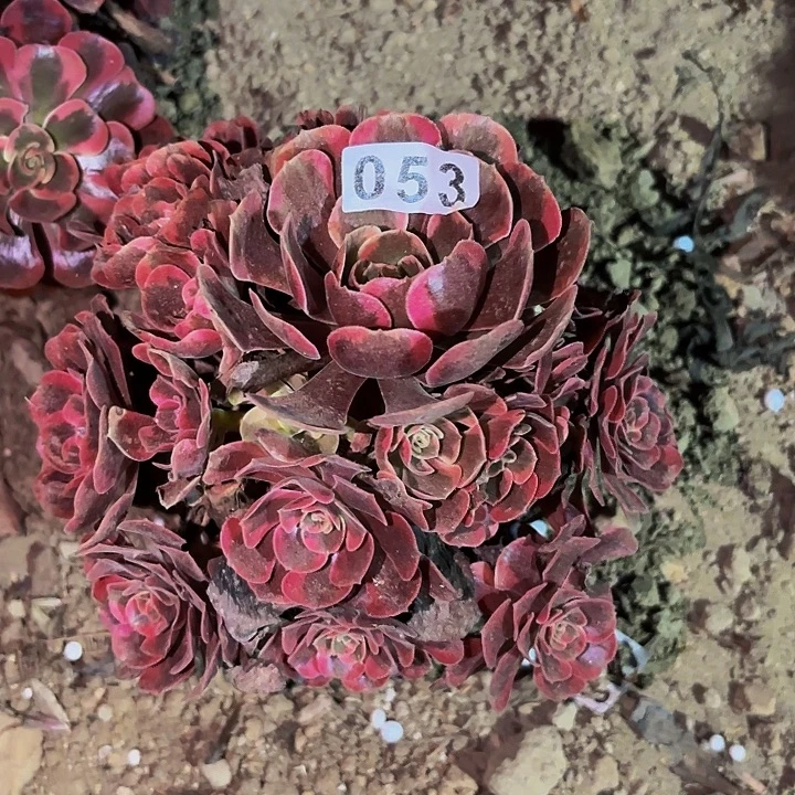 053爱神多肉植物不售后