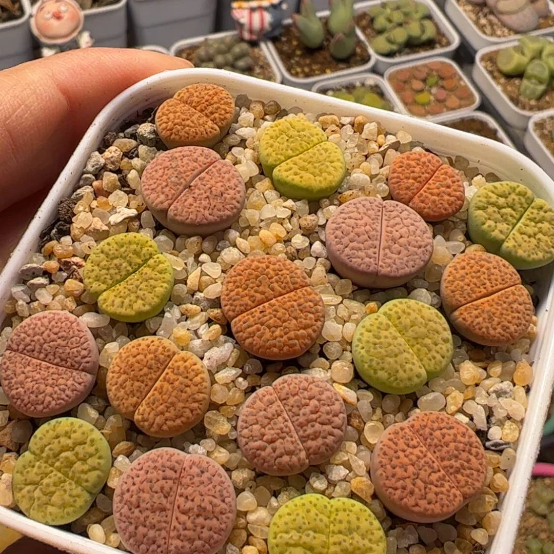 17棵彩虹维文多肉植物百科