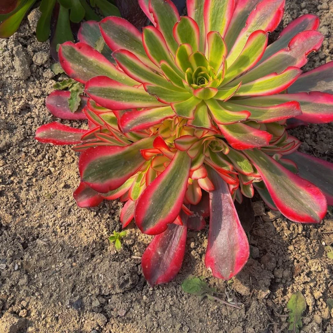 美杜莎多肉植物捧花的地载
