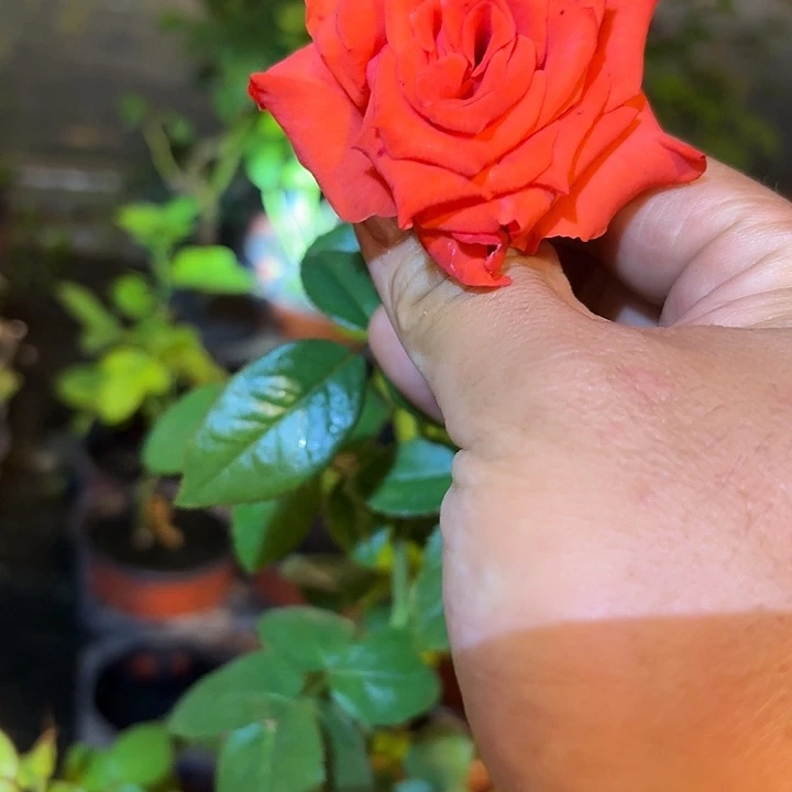 无花朵嘉奖小苗根接